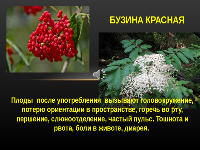 БУЗИНА КРАСНАЯ Плоды после употребления вызывают головокружение, потерю ориентации в пространстве, горечь во рту, першение, слюноотделение, частый пульс. Тошнота и рвота, боли в животе, диарея. Плоды бузины красной после употребления вызывают головокружение, потерю ориентации в пространстве, горечь во рту, першение, слюноотделение, частый пульс. Тошнота и рвота, боли в животе, диарея.   