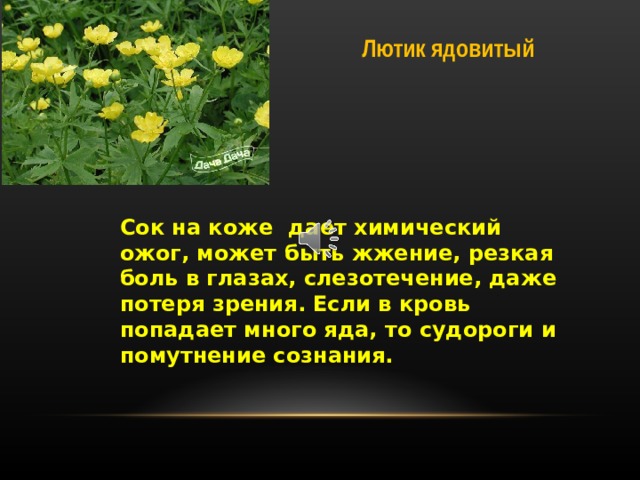 Лютик ядовитый Сок на коже дает химический ожог, может быть жжение, резкая боль в глазах, слезотечение, даже потеря зрения. Если в кровь попадает много яда, то судороги и помутнение сознания. Сок лютика ядовитого на коже дает химический ожог, может быть жжение, резкая боль в глазах, слезотечение, даже потеря зрения. Если в кровь попадает много яда, то судороги и помутнение сознания.   
