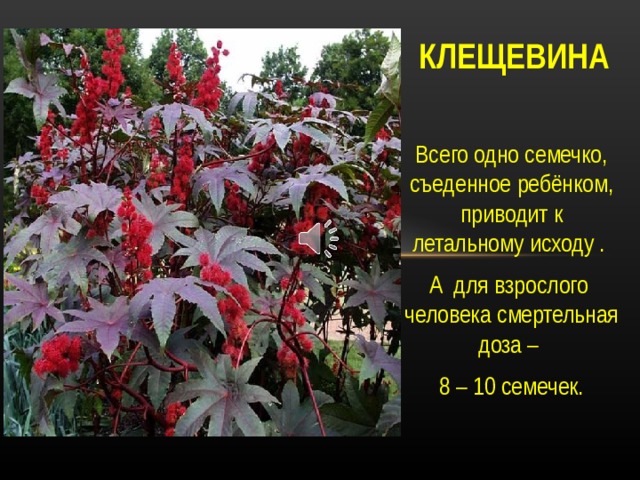 КЛЕЩЕВИНА Всего одно семечко, съеденное ребёнком, приводит к летальному исходу . А для взрослого человека смертельная доза – 8 – 10 семечек. Всего одно семечко клещевины, съеденное ребёнком, приводит к летальному исходу . А для взрослого человека смертельная доза – восемь –десять семечек. Помните: если по каким -то причинам вы или ваши близкие все же подверглись опасности отравления, надо как можно быстрее доставить человека к врачу. Но если это невозможно сделать быстро, в качестве первой помощи необходимо промыть желудок, дать слабительное, адсорбирующие вещества (активированный уголь), осаждающие (танины), окисляющие (однопроцентный раствор марганцовки), нейтрализующие (сода, кислое питье) и обволакивающие (яичный белок, молоко)  