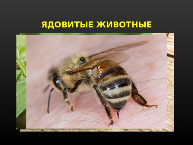 ЯДОВИТЫЕ ЖИВОТНЫЕ Ядовитые животные содержат яды, которые при попадании в организм человека вызывают болезненные расстройства и даже смерть. Животные яды – зоотоксины- вырабатываются животными в целях защиты или нападения. Чаще всего можно встретить представителей класса Насекомые: слепня бычьего, пчелу медоносную, осу обыкновенную, шмеля полевого, шершня обыкновенного, жука нарывника. Среди пресмыкающихся в Беларуси обитает единственная ядовитая змея- гадюка обыкновенная.  