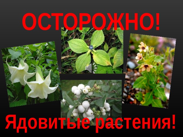 ОСТОРОЖНО!   Часто в газетах появляются сообщения об отравлении детей и взрослых травами или ягодами, причём иногда это кончается весьма печально …В нашей стране около 180 видов растений являются ядовитыми, так как содержат вещества фитотоксины Ядовитые растения!  