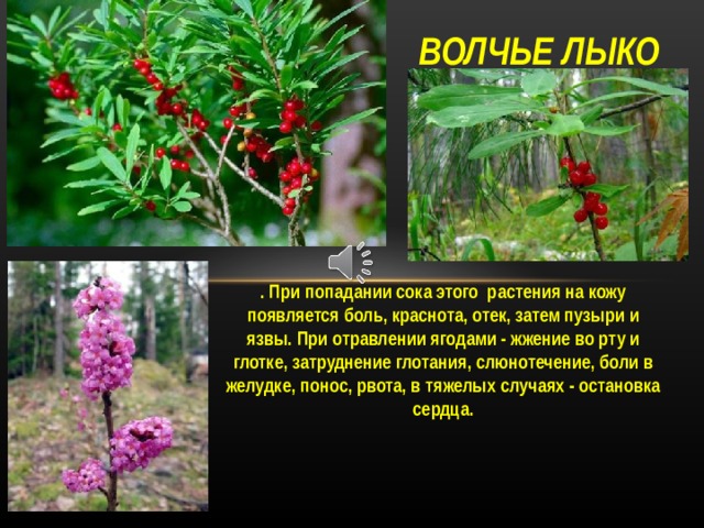 ВОЛЧЬЕ ЛЫКО . При попадании сока этого растения на кожу появляется боль, краснота, отек, затем пузыри и язвы. При отравлении ягодами - жжение во рту и глотке, затруднение глотания, слюнотечение, боли в желудке, понос, рвота, в тяжелых случаях - остановка сердца. Это самое популярное ядовитое растение, причем, его можно встретить повсеместно. Отравиться можно его ярко-красными ягодами или корой веток, которые обрывают ради красивых, напоминающих сирень, цветов. При попадании сока растения на кожу появляется боль, краснота, отек, затем пузыри и язвы. При отравлении ягодами - жжение во рту и глотке, затруднение глотания, слюнотечение, боли в желудке, понос, рвота, в тяжелых случаях - остановка сердца.   