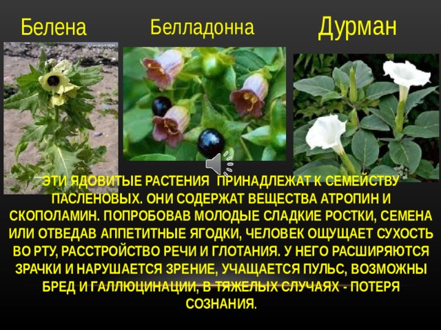 Дурман Белена Белладонна ЭТИ ЯДОВИТЫЕ РАСТЕНИЯ ПРИНАДЛЕЖАТ К СЕМЕЙСТВУ ПАСЛЕНОВЫХ. ОНИ СОДЕРЖАТ ВЕЩЕСТВА АТРОПИН И СКОПОЛАМИН. ПОПРОБОВАВ МОЛОДЫЕ СЛАДКИЕ РОСТКИ, СЕМЕНА ИЛИ ОТВЕДАВ АППЕТИТНЫЕ ЯГОДКИ, ЧЕЛОВЕК ОЩУЩАЕТ СУХОСТЬ ВО РТУ, РАССТРОЙСТВО РЕЧИ И ГЛОТАНИЯ. У НЕГО РАСШИРЯЮТСЯ ЗРАЧКИ И НАРУШАЕТСЯ ЗРЕНИЕ, УЧАЩАЕТСЯ ПУЛЬС, ВОЗМОЖНЫ БРЕД И ГАЛЛЮЦИНАЦИИ, В ТЯЖЕЛЫХ СЛУЧАЯХ - ПОТЕРЯ СОЗНАНИЯ . Белена, белладонна и дурман! Эти ядовитые растения принадлежат к семейству пасленовых. Они содержат вещества атропин и скополамин. Попробовав молодые сладкие ростки, семена или отведав аппетитные ягодки, человек ощущает сухость во рту, расстройство речи и глотания. У него расширяются зрачки и нарушается зрение, учащается пульс, возможны бред и галлюцинации, в тяжелых случаях - потеря сознания  