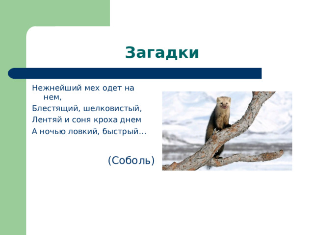 Загадки Нежнейший мех одет на нем, Блестящий, шелковистый, Лентяй и соня кроха днем А ночью ловкий, быстрый…  (Соболь) 