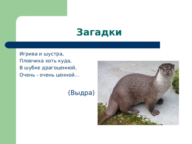 Загадки Игрива и шустра, Пловчиха хоть куда, В шубке драгоценной, Очень - очень ценной…  (Выдра) 