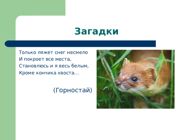 Загадки Только ляжет снег несмело И покроет все места, Становлюсь и я весь белым, Кроме кончика хвоста…  (Горностай) 