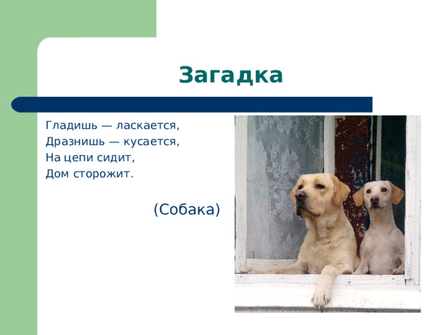 Загадка Гладишь — ласкается, Дразнишь — кусается, На цепи сидит, Дом сторожит. (Собака) 