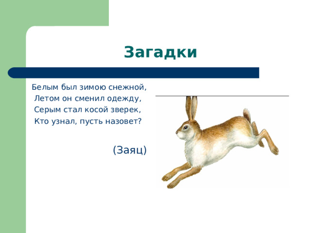 Загадки Белым был зимою снежной,   Летом он сменил одежду,   Серым стал косой зверек,   Кто узнал, пусть назовет?  (Заяц)  