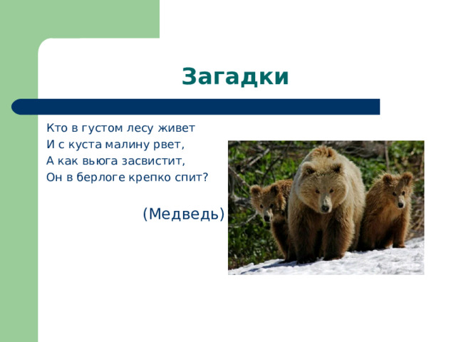 Загадки Кто в густом лесу живет И с куста малину рвет, А как вьюга засвистит, Он в берлоге крепко спит? (Медведь) 