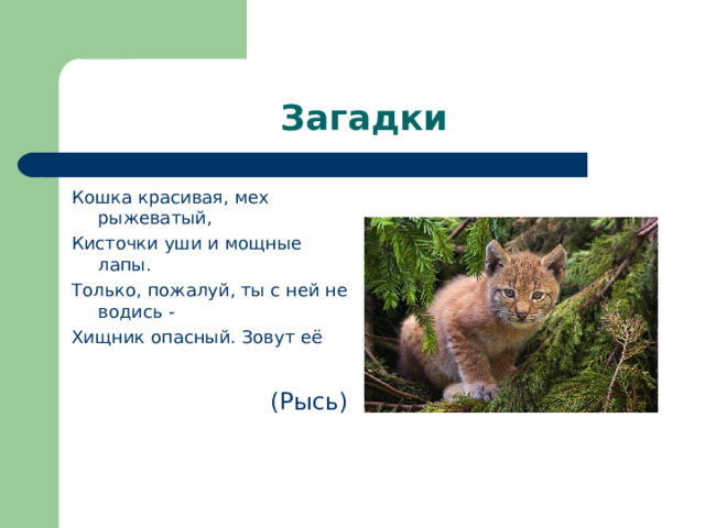 Загадки Кошка красивая, мех рыжеватый, Кисточки уши и мощные лапы. Только, пожалуй, ты с ней не водись - Хищник опасный. Зовут её (Рысь) 