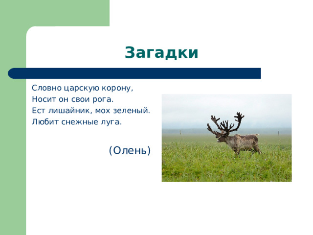 Загадки Словно царскую корону, Носит он свои рога. Ест лишайник, мох зеленый. Любит снежные луга. (Олень) 