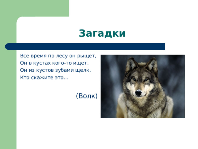 Загадки Все время по лесу он рыщет, Он в кустах кого-то ищет. Он из кустов зубами щелк, Кто скажите это…  (Волк) 