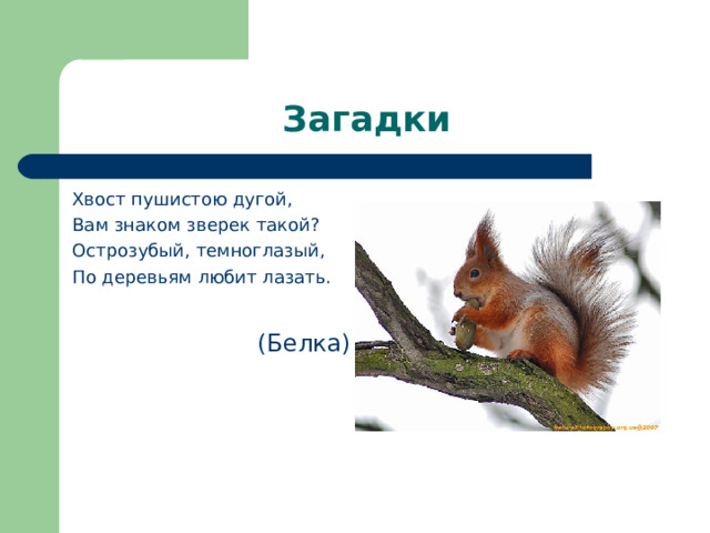 Загадки Хвост пушистою дугой, Вам знаком зверек такой? Острозубый, темноглазый, По деревьям любит лазать.  (Белка) 