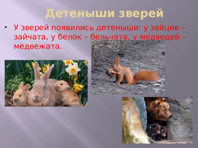 Детеныши зверей У зверей появились детеныши: у зайцев – зайчата, у белок – бельчата, у медведей – медвежата. 
