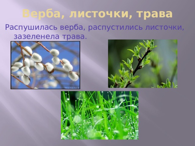 Верба, листочки, трава Распушилась верба, распустились листочки, зазеленела трава. 