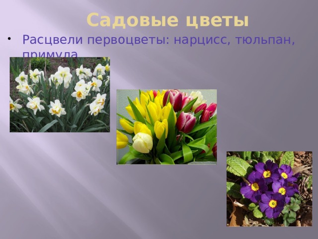 Садовые цветы Расцвели первоцветы: нарцисс, тюльпан, примула 
