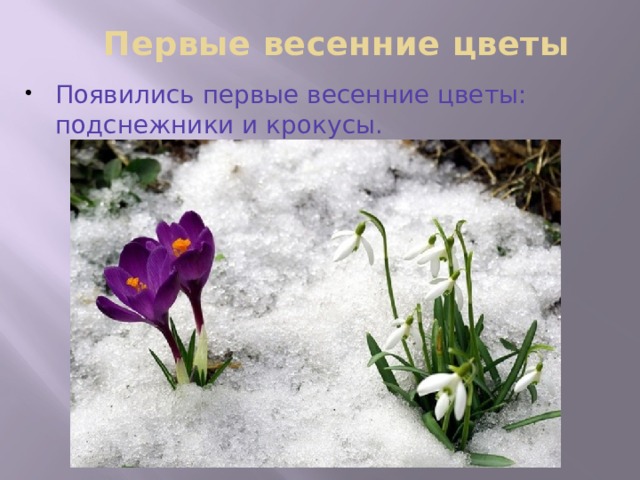 Первые весенние цветы Появились первые весенние цветы: подснежники и крокусы. 