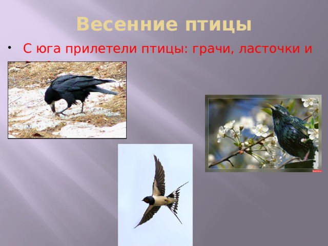 Весенние птицы С юга прилетели птицы: грачи, ласточки и скворцы 