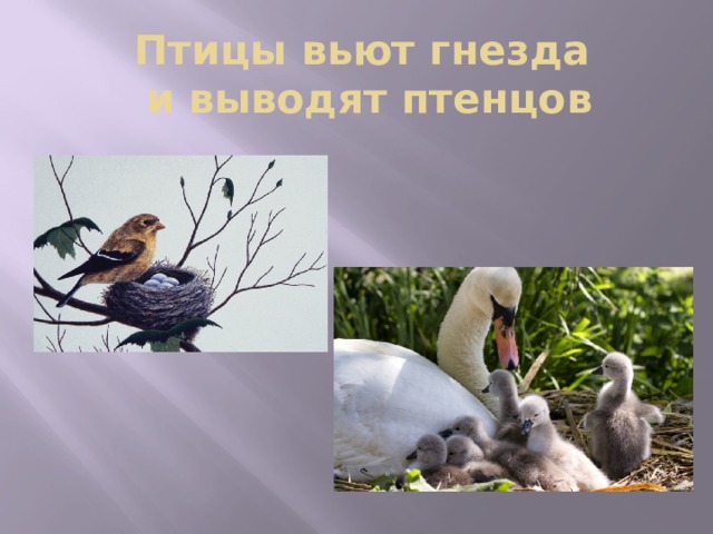 Птицы вьют гнезда  и выводят птенцов 