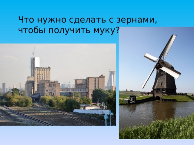 Что нужно сделать с зернами, чтобы получить муку? 