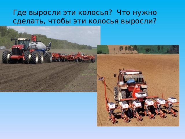 Где выросли эти колосья? Что нужно сделать, чтобы эти колосья выросли?  