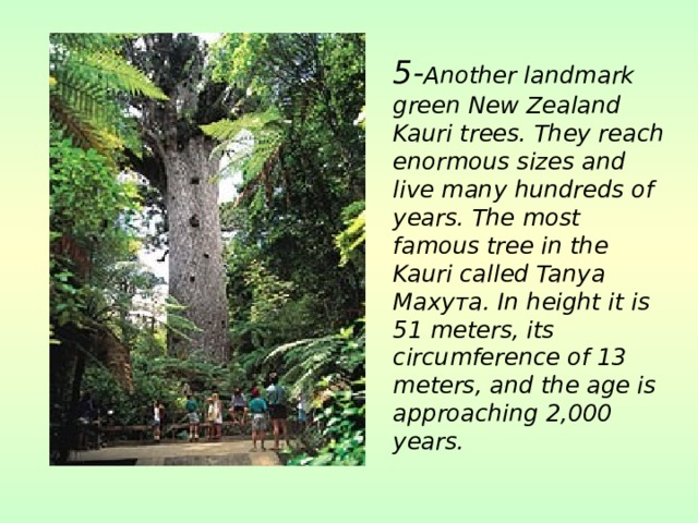  5- Another landmark green New Zealand Kauri trees. They reach enormous sizes and live many hundreds of years. The most famous tree in the Kauri called Tanya Махута. In height it is 51 meters, its circumference of 13 meters, and the age is approaching 2,000 years. 