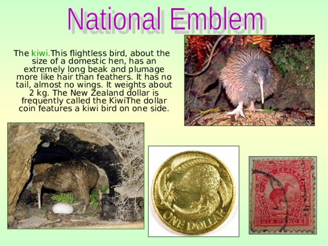  The kiwi. This flightless bird, about the size of a domestic hen, has an extremely long beak and plumage more like hair than feathers. It has no tail, almost no wings. It weights about 2 kg. The New Zealand dollar is frequently called the KiwiThe dollar coin features a kiwi bird on one side. 