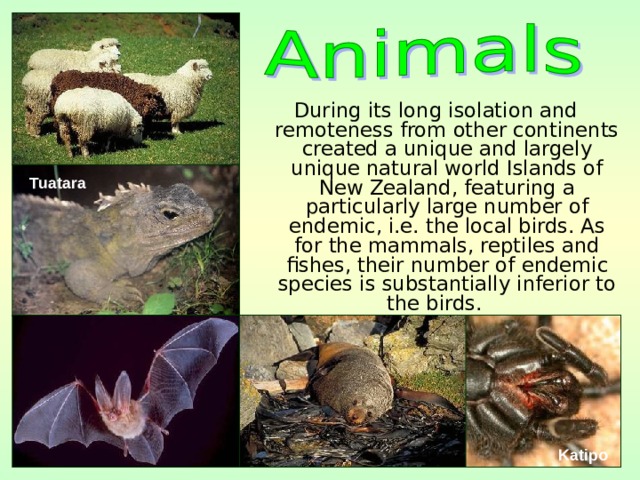 During its long isolation and remoteness from other continents created a unique and largely unique natural world Islands of New Zealand, featuring a particularly large number of endemic, i.e. the local birds. As for the mammals, reptiles and fishes, their number of endemic species is substantially inferior to the birds. Tuatara  Katipo  
