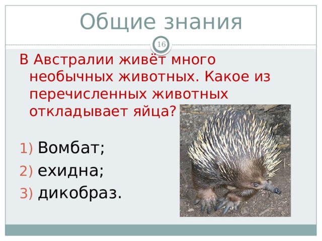 Общие знания  В Австралии живёт много необычных животных. Какое из перечисленных животных откладывает яйца? Вомбат; ехидна; дикобраз. 
