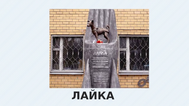 ЛАЙКА 
