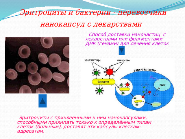 Эритроциты и бактерии - перевозчики нанокапсул с лекарствами   Способ доставки наночастиц с лекарствами или фрагментами ДНК (генами) для лечения клеток  Эритроциты с приклеенными к ним нанокапсулами, способными прилипать только к определённым типам клеток (больным), доставят эти капсулы клеткам-адресатам. 