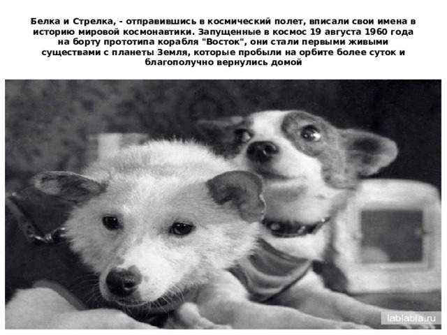 Белка и Стрелка, - отправившись в космический полет, вписали свои имена в историю мировой космонавтики. Запущенные в космос 19 августа 1960 года на борту прототипа корабля 
