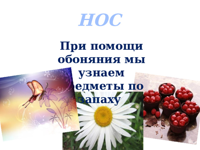 НОС При помощи обоняния мы узнаем предметы по запаху 