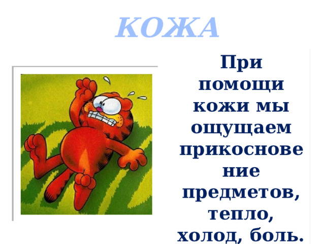 КОЖА При помощи кожи мы ощущаем прикосновение предметов, тепло, холод, боль. Это очень важно!!! 