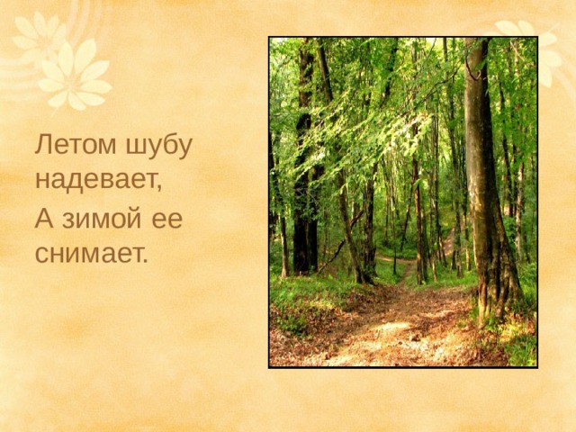 Летом шубу надевает, А зимой ее снимает. 