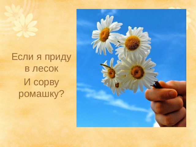 Если я приду в лесок И сорву ромашку? 