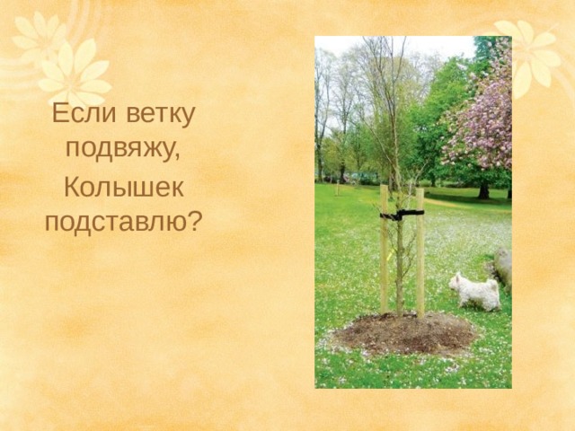 Если ветку подвяжу, Колышек подставлю? 