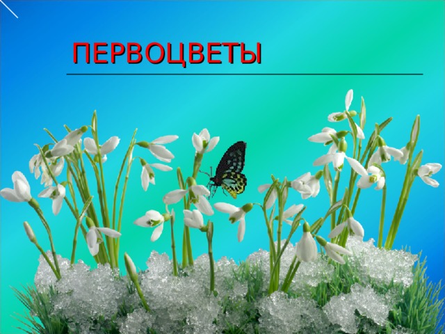 ПЕРВОЦВЕТЫ Презентация Нечаевой О.П. 