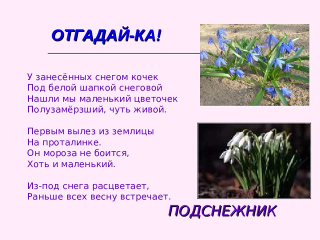 ОТГАДАЙ-КА! У занесённых снегом кочек Под белой шапкой снеговой Нашли мы маленький цветочек Полузамёрзший, чуть живой. Первым вылез из землицы На проталинке. Он мороза не боится, Хоть и маленький. Из-под снега расцветает, Раньше всех весну встречает. ПОДСНЕЖНИК 
