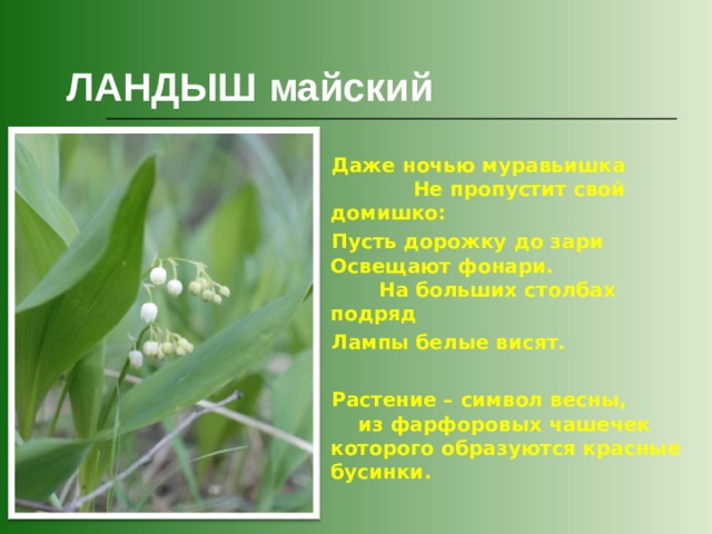 ЛАНДЫШ майский  Даже ночью муравьишка Не пропустит свой домишко:  Пусть дорожку до зари Освещают фонари. На больших столбах подряд  Лампы белые висят.   Растение – символ весны, из фарфоровых чашечек которого образуются красные бусинки.  