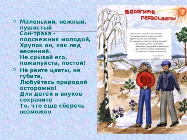 Маленький, нежный, пушистый  Сон-трава - подснежник молодой,  Хрупок он, как лед весенний.  Не срывай его, пожалуйста, постой! Не рвите цветы, не губите,  Любуйтесь природой осторожно!  Для детей и внуков сохраните  То, что еще сберечь возможно 