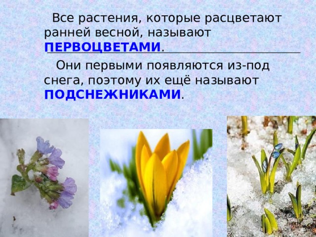  Все растения, которые расцветают ранней весной, называют ПЕРВОЦВЕТАМИ .  Они первыми появляются из-под снега, поэтому их ещё называют ПОДСНЕЖНИКАМИ . 