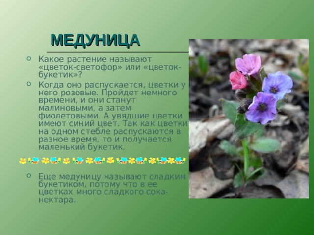 МЕДУНИЦА Какое растение называют «цветок-светофор» или «цветок-букетик»? Когда оно распускается, цветки у него розовые. Пройдет немного времени, и они станут малиновыми, а затем фиолетовыми. А увядшие цветки имеют синий цвет. Так как цветки на одном стебле распускаются в разное время, то и получается маленький букетик.   Еще медуницу называют сладким букетиком, потому что в ее цветках много сладкого сока-нектара. 