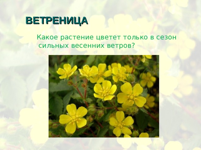 ВЕТРЕНИЦА  Какое растение цветет только в сезон сильных весенних ветров? 