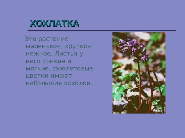 ХОХЛАТКА  Это растение маленькое, хрупкое, нежное. Листья у него тонкие и мягкие, фиолетовые цветки имеют небольшие хохолки. 