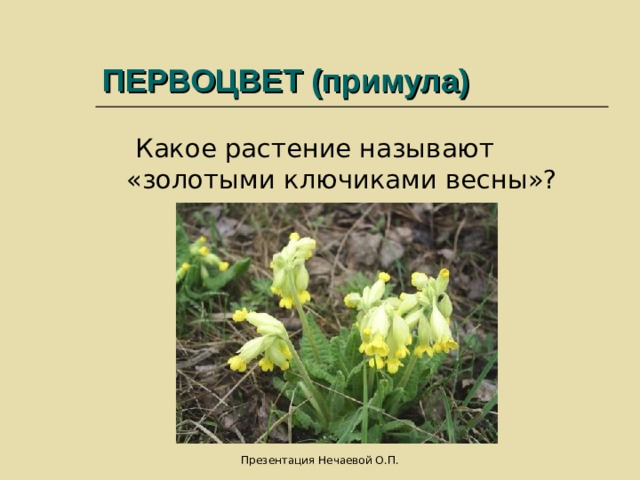ПЕРВОЦВЕТ (примула)  Какое растение называют «золотыми ключиками весны»? Презентация Нечаевой О.П. 