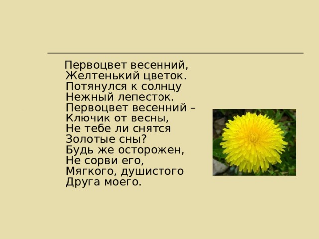 Первоцвет весенний,  Желтенький цветок.  Потянулся к солнцу  Нежный лепесток.  Первоцвет весенний –  Ключик от весны,  Не тебе ли снятся  Золотые сны?  Будь же осторожен,  Не сорви его,  Мягкого, душистого  Друга моего. 