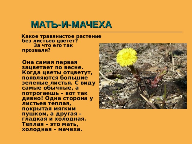 МАТЬ-И-МАЧЕХА  Какое травянистое растение без листьев цветет? За что его так прозвали?   Она самая первая зацветает по весне. Когда цветы отцветут, появляются большие зеленые листья. С виду самые обычные, а потрогаешь – вот так дивно! Одна сторона у листьев теплая, покрытая мягким пушком, а другая – гладкая и холодная. Теплая – это мать, холодная – мачеха. 
