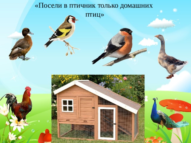«Посели в птичник только домашних птиц» 7 