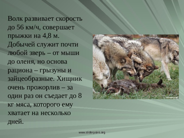 Волк развивает скорость до 56 км/ч, совершает прыжки на 4,8 м. Добычей служит почти любой зверь – от мыши до оленя, но основа рациона – грызуны и зайцеобразные. Хищник очень прожорлив – за один раз он съедает до 8 кг мяса, которого ему хватает на несколько дней. Волк развивает скорость до 56 км/ч, совершает прыжки на 4,8 м. Добычей служит почти любой зверь – от мыши до оленя, но основа рациона – грызуны и зайцеобразные. Хищник очень прожорлив – за один раз он съедает до 8 кг мяса, которого ему хватает на несколько дней. www.sliderpoint.org  